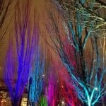 bare winter trees uplit with colorful lights