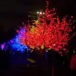 illuminated trees at night