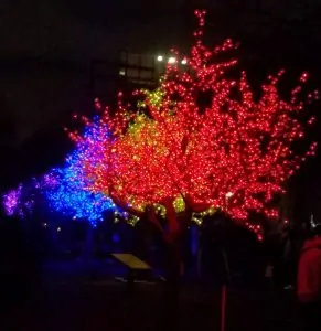 illuminated trees at night