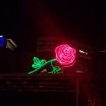 neon rose flower