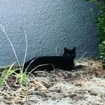 black cat chilling by wall