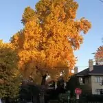 large tree in fall