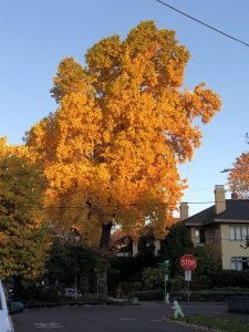 large tree in fall