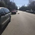 cat crossing street