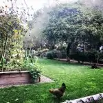 chicken in yard