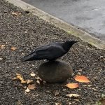 crow on rock
