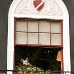 dog in window