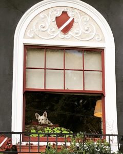 dog in window