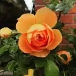 orange rose in bloom