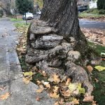 bulbous tree growth