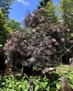 large dark-leafed bushy tree with pink blossoms