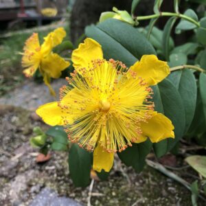 bright yellow flower